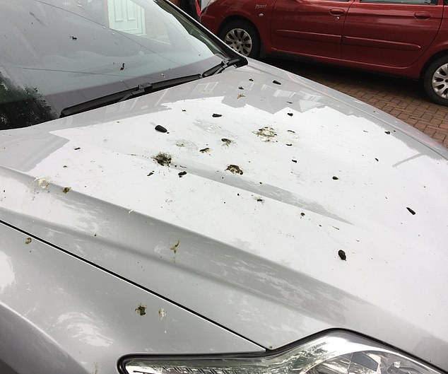 Mr Palmer complained that the bird droppings (pictured on his car) falling from the tree were a health hazard
