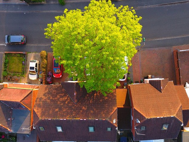This aerial view shows how close the ash tree was to the Palmers' home